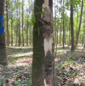 Soi trầm tại vườn Trầm Vi Sinh
